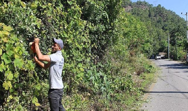 Antalya Büyükşehir ekipleri Çıralı’da temizlik çalışması yaptı