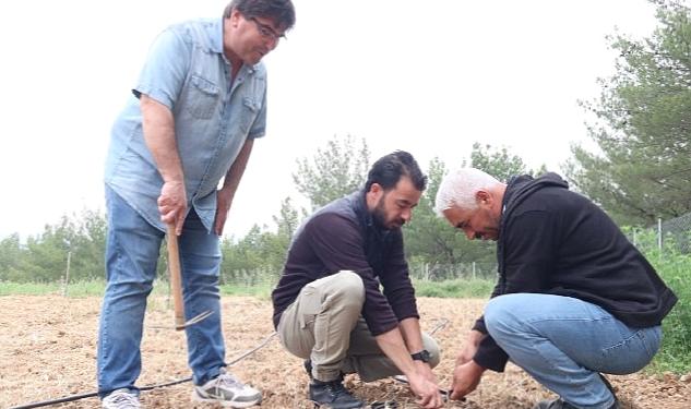 Bornova Kınalı Bamyası’na koruma kalkanı