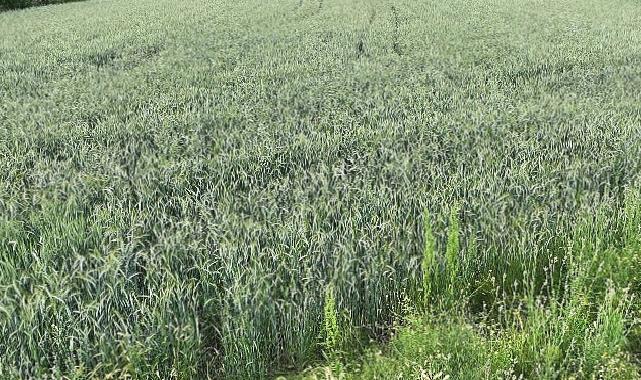 Büyükşehir’in hibe ettiği ata tohumları boy verdi