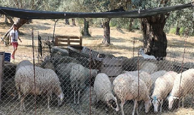 Edremit’te kurban satış ve kesim yerleri belirlendi