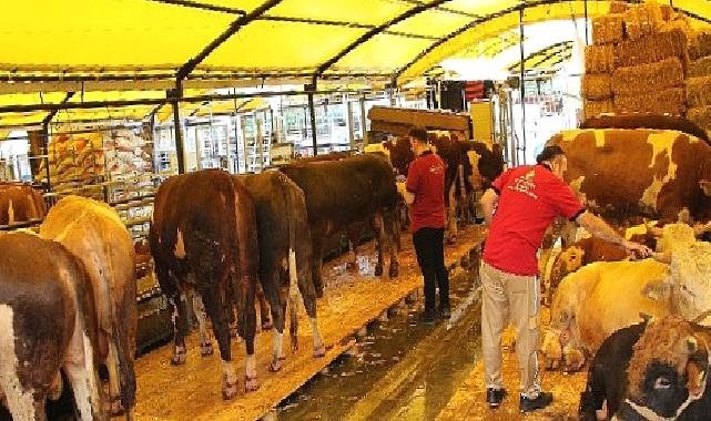 İstanbul Kurban Bayramına hazır