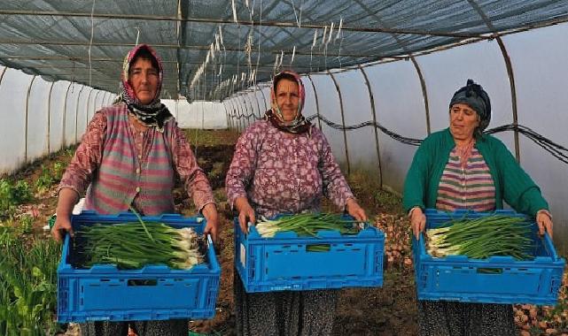 Kocaeli Büyükşehir Belediyesinden kooperatiflere yüzde 75 hibeli tarım desteği