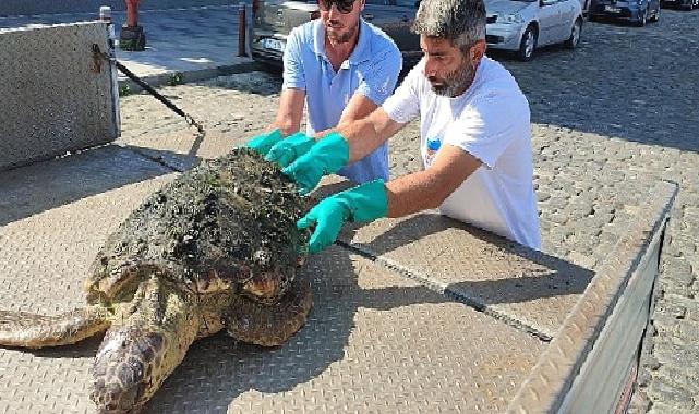 Körfez’de yaralı “Caretta Caretta” bulundu