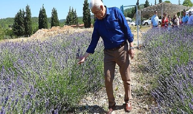 Muğla Büyükşehir Lavanta Bahçesi Yeni Sezona Hazır