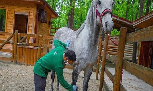 Ormanya bayrama hazır