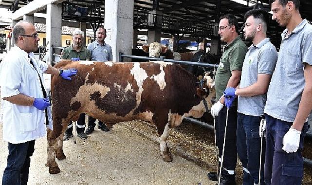 Osmangazi’de kurban yakalama timleri göreve hazır