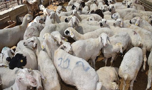 Selçuklu’da kurban satış ve kesim yerleri hazır