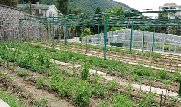 Tugay “Yerel tohumları koruyor ve toprakla buluşturuyoruz”