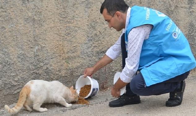 Yenişehir Belediyesi sokak hayvanlarını yalnız bırakmıyor