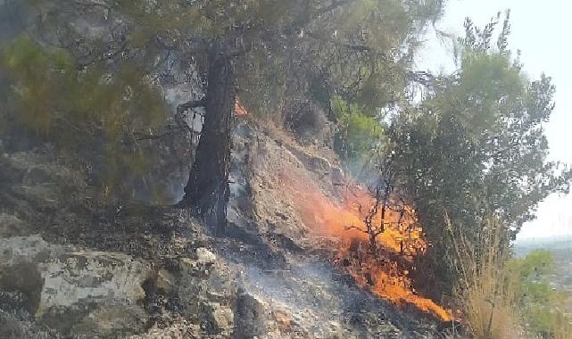 Aydın Büyükşehir Belediyesi İtfaiyesi, Söke’de ormanlık alanda çıkan yangını hızlı müdahaleyle büyümeden söndürdü