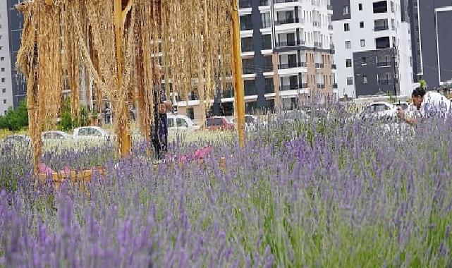 Başkan Altınok fotoğrafçıları Lavanta ve Gül bahçesine davet etti 