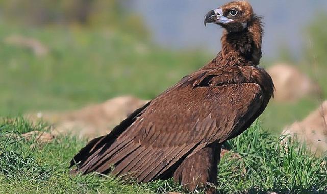 Beypazarı’nda doğa katliamına neden olacak kalker ocağı projesi durduruldu