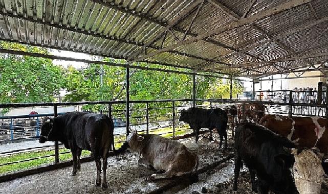 Büyükşehir Mezbahaları Bayramda Tam Kapasite Çalıştı