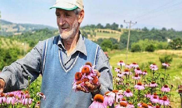 Ekinezya Hasat İçin Gün Sayıyor