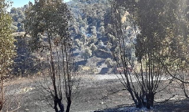 Germencik’te otoban kenarında çıkan yangın kontrol altına alındı