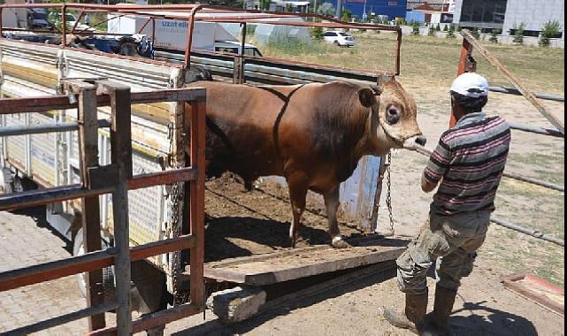 Hayat ağacı derneğinde 64 adet büyükbaş 41 adet küçükbaş kurban kesildi