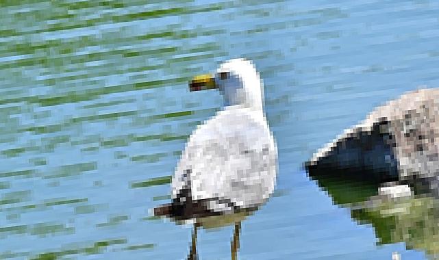 İzmir Doğal Yaşam Parkı’nın göçmen kuşları