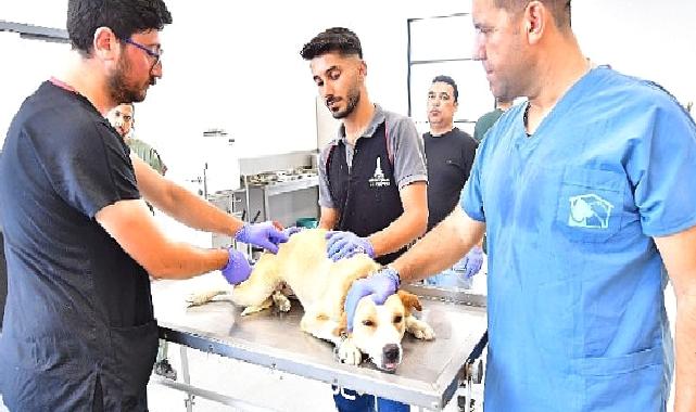 İzmir’de bir yılda 25 bin kedi ve köpek kısırlaştırıldı