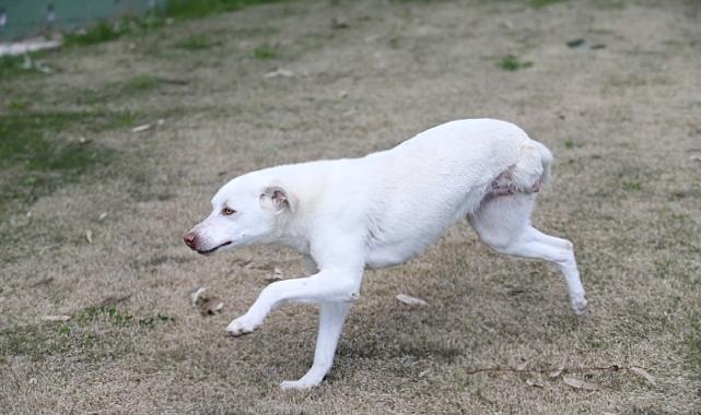 Karşıyaka’nın ampute köpekleri emin ellerde