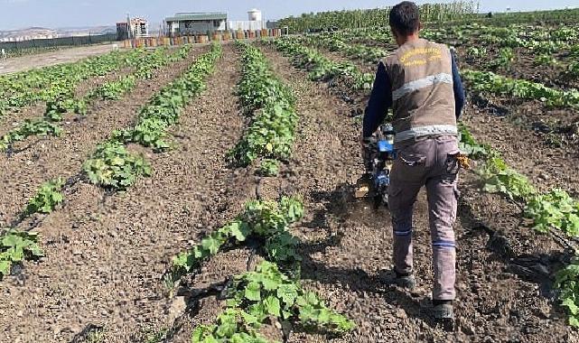 Keçiören belediyesi bostanında hasat başladı 