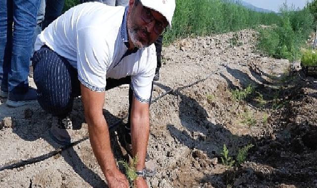 Kuşkonmaz üreticisi Sparga1 Tarım A.Ş., 400 dönümlük alanda dikim faaliyetine başladı