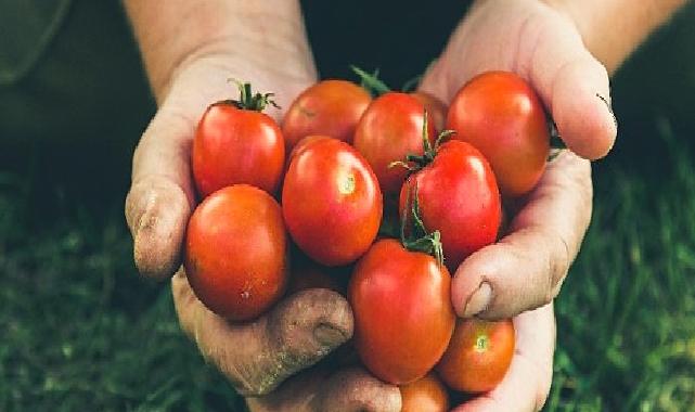 Rusya’ya domates ihracatında kota 500 bin tona çıktı