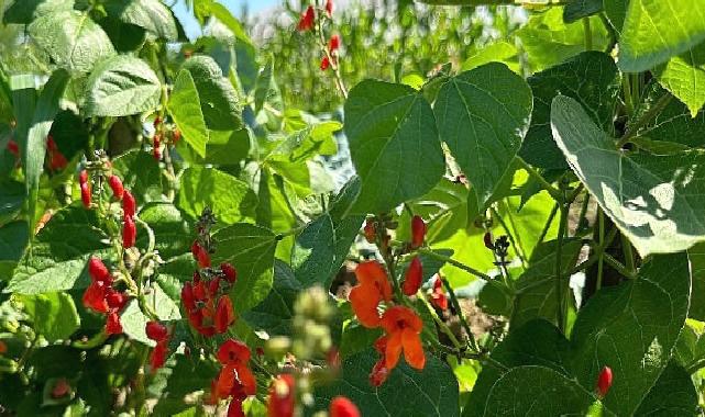 Saray Belediyesi zirai üretimde örnek oluyor