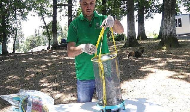 Vektör mücadelesinde karasinek tuzağı