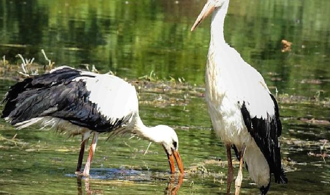 Büyüyen yavru leylekler doğal yaşama bırakıldı