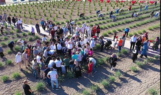 Keçiören’deki Lavanta ve Gül Bahçesi’nde Hasat Zamanı