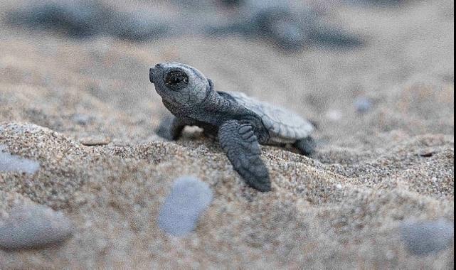 Mavi Gönüllüleri, Indigo Turtles projesi ile Caretta Caretta’ları Akdeniz’le buluşturmaya devam ediyor