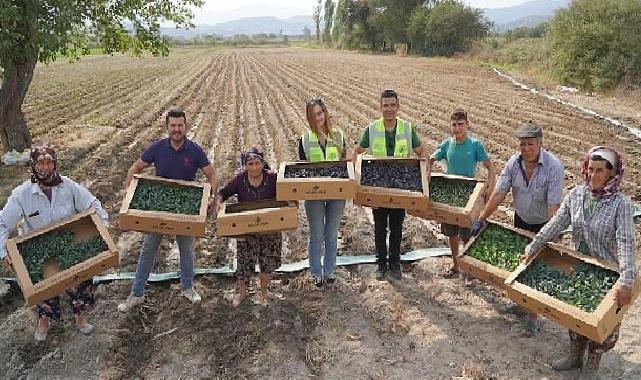 Milas Belediyesi üretiyor, üretimi destekliyor