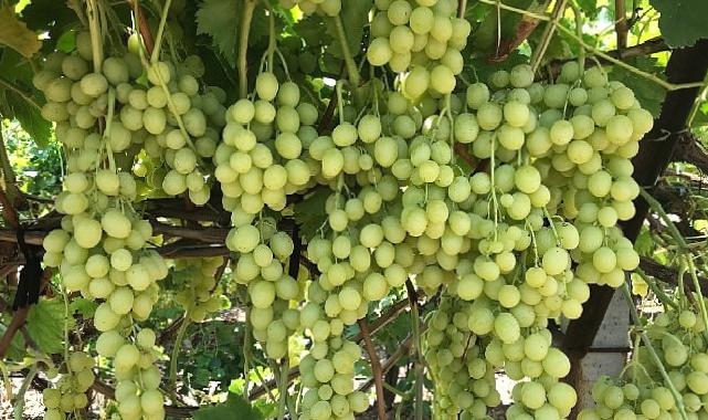 Superior Seedless Çeşidi Sofralık Üzümün ihracat yolculuğu başladı