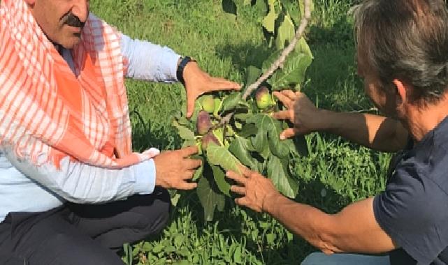 Taze incir ihracatı başladı