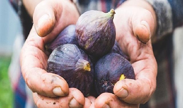 Taze incir ihracatı başladı