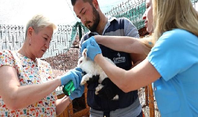 Çankaya Belediyesinin Veteriner Hekimleri iş başında