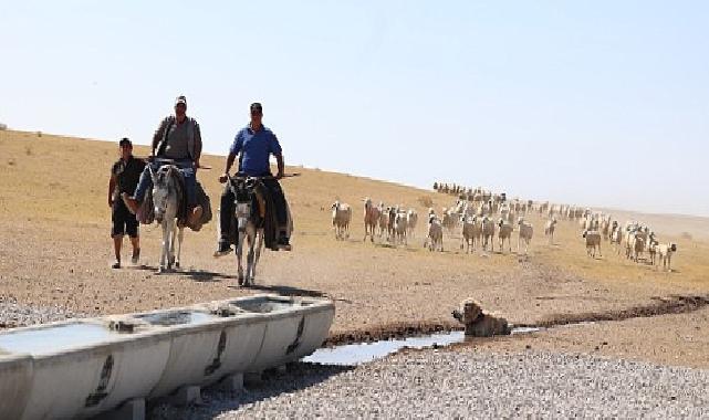 Konya Büyükşehir Hazırladığı Sıvatlarla Hayvanlara Can Suyu Olmaya Devam Ediyor