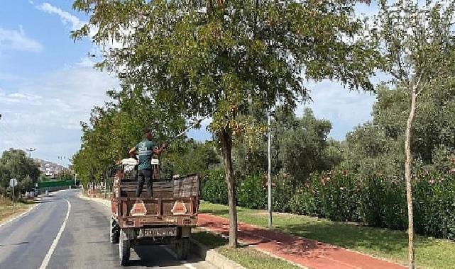 Milas Belediyesi mevsimsel bakım çalışmalarına devam ediyor