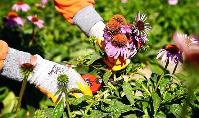 Seferihisar’da ‘Ekinezya’ Hasadı Heyecanı