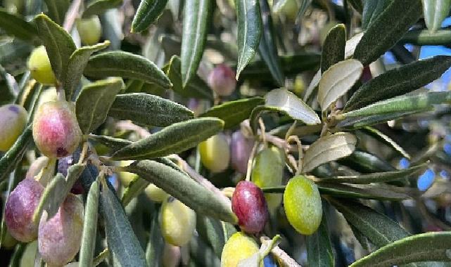 Aliağa, Zeytin Hasat Şenliğinde Buluşuyor