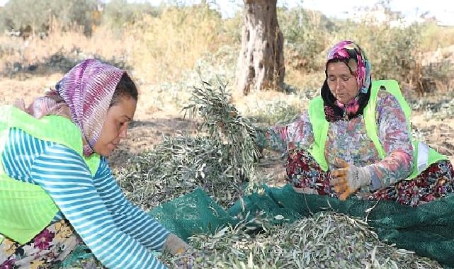 Başkan Arslan: En kaliteli zeytinyağını elde ediyoruz