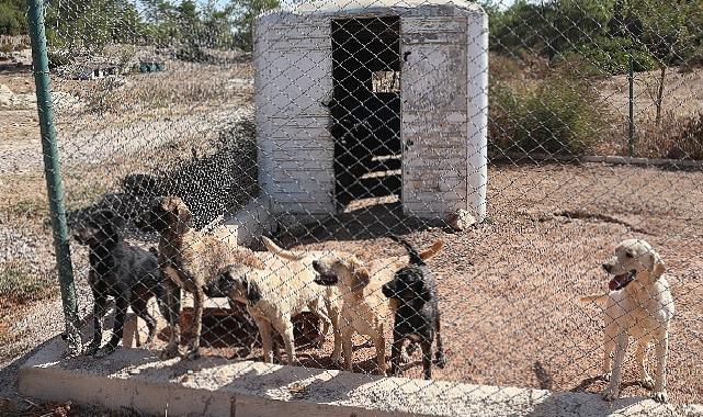 Egeli ihracatçılardan barınak hayvanlarına mama yardımı