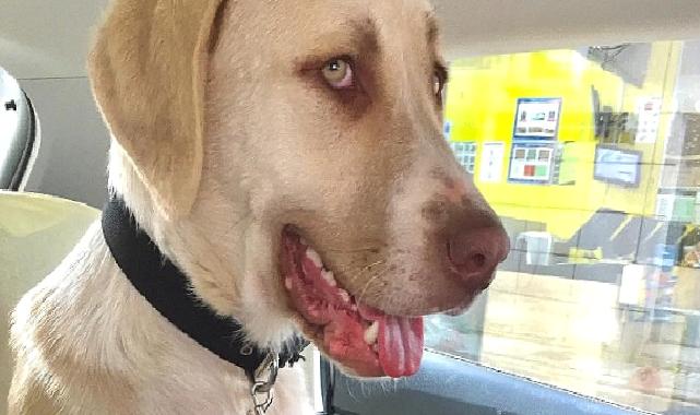 Kadıköy Belediyesi Geçici Hayvan Bakımevi’nden Sahiplendiği Görme Engelli Köpeğine Ev Kiraladı