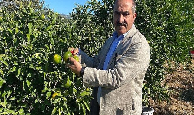 Satsuma mandalinanın ihracat yolculuğu 20 Ekim’de başlıyor