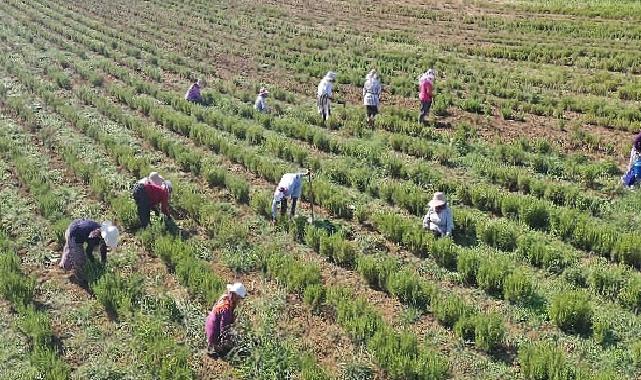 Tıbbi ve Aromatik Bitkilerin Hasadı Başladı