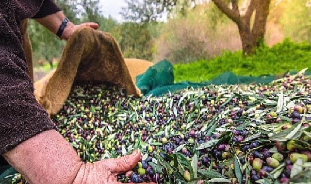 Türkiye’nin Sofralık Zeytin İhracatı 184 Milyon 510 Bin Dolar Oldu