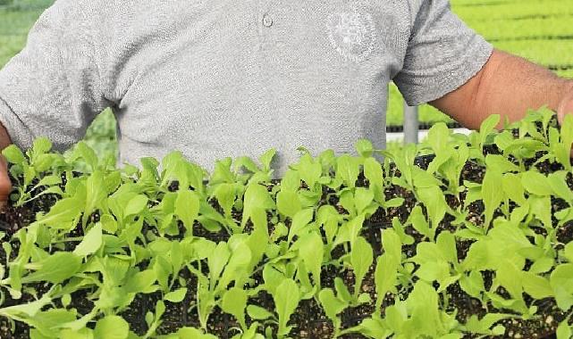 Aydın Büyükşehir Belediyesi yerel tarım ürünlerine sahip çıkıyor