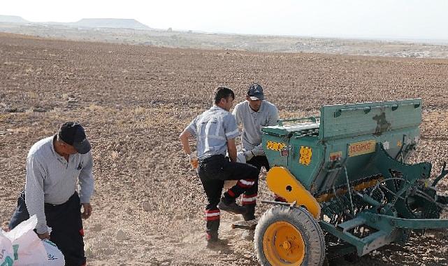 Nevşehir belediyesi yerli tohum ile buğday ekimi gerçekleştirdi