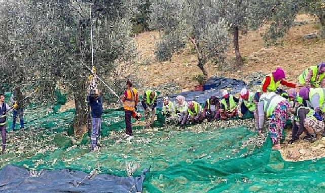 Zeytinin başkenti Burhaniye’de hasat zamanı