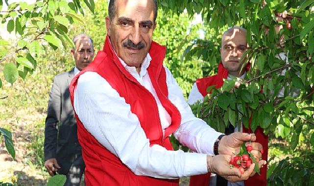 Milyonlarca kiraz ağacı ihracat rekoru kırmak için 1 hafta önceden meyvelerini verdi